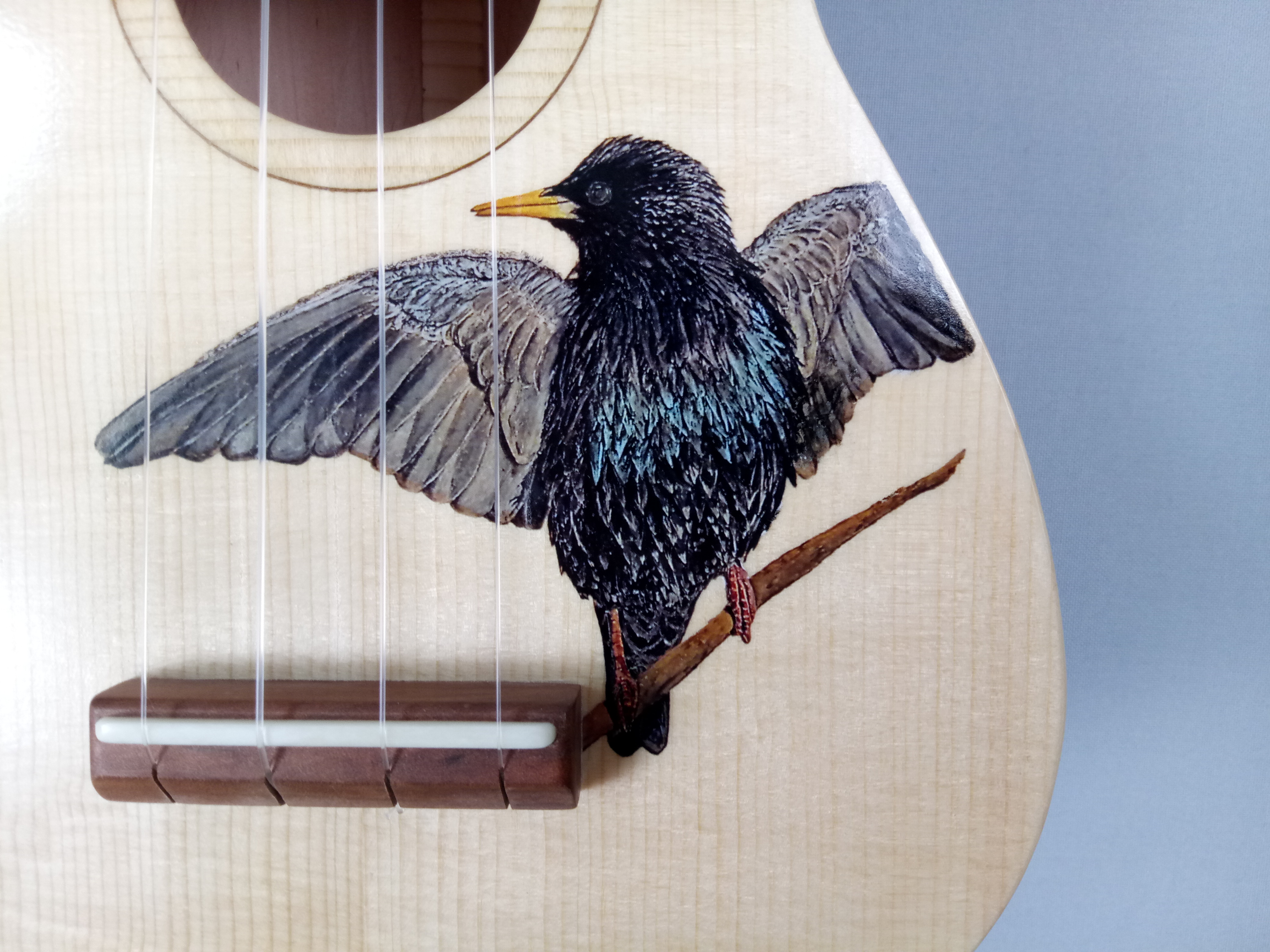Ukulelendecke Vogel Nürnberg